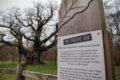A proposito di Sherwood forest e Robin Hood